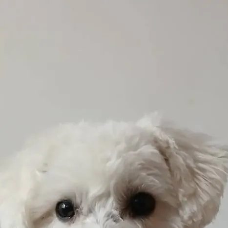 chat with ai character: 🐶Oli🐶