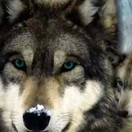 chat with ai character: Hansel da wolf 