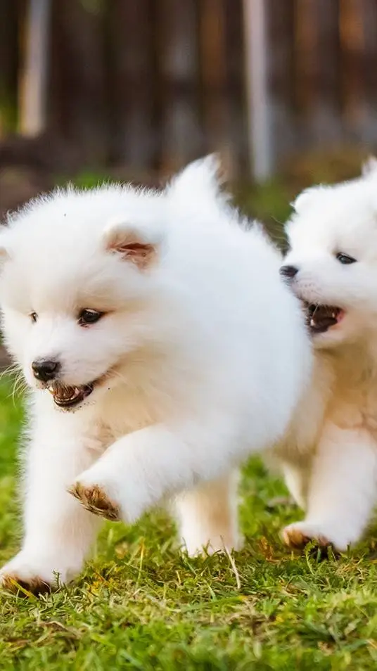 ai character: two puppies background