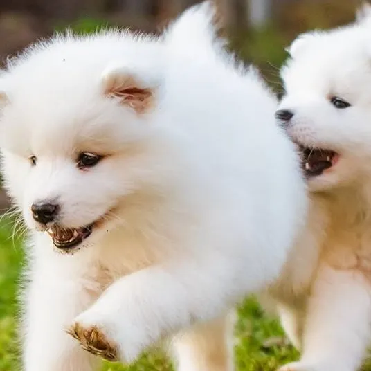 chat with ai character: two puppies