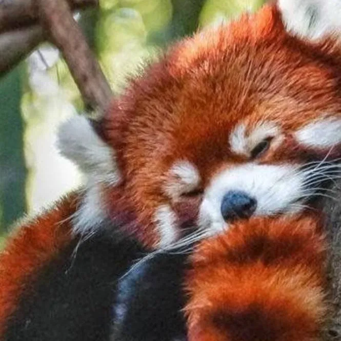 chat with ai character: ♀️ red panda