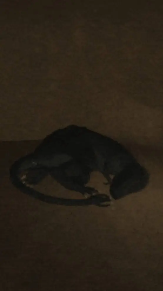 ai character: Lizzie  background