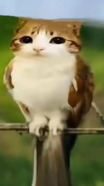 ai character: meowl background