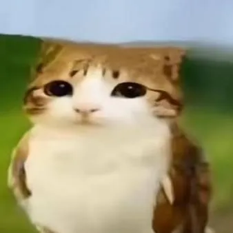chat with ai character: meowl