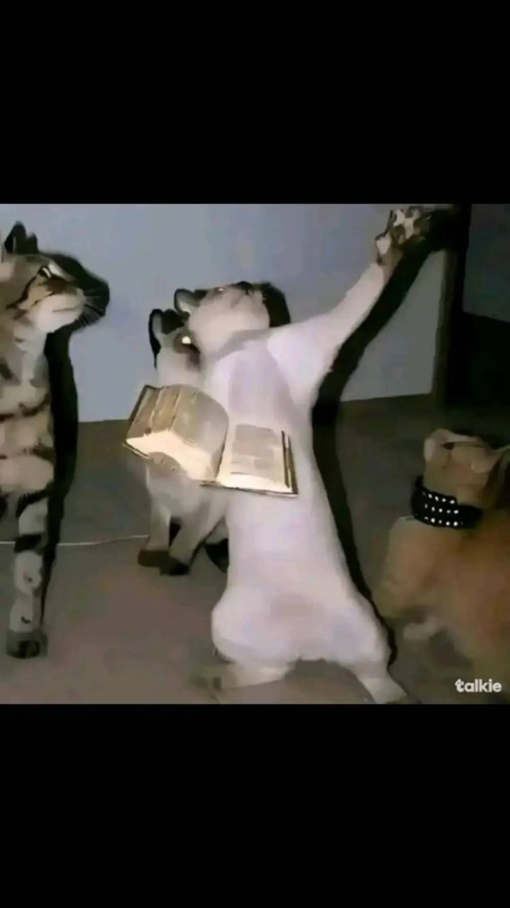 ai character: Cats summoning background
