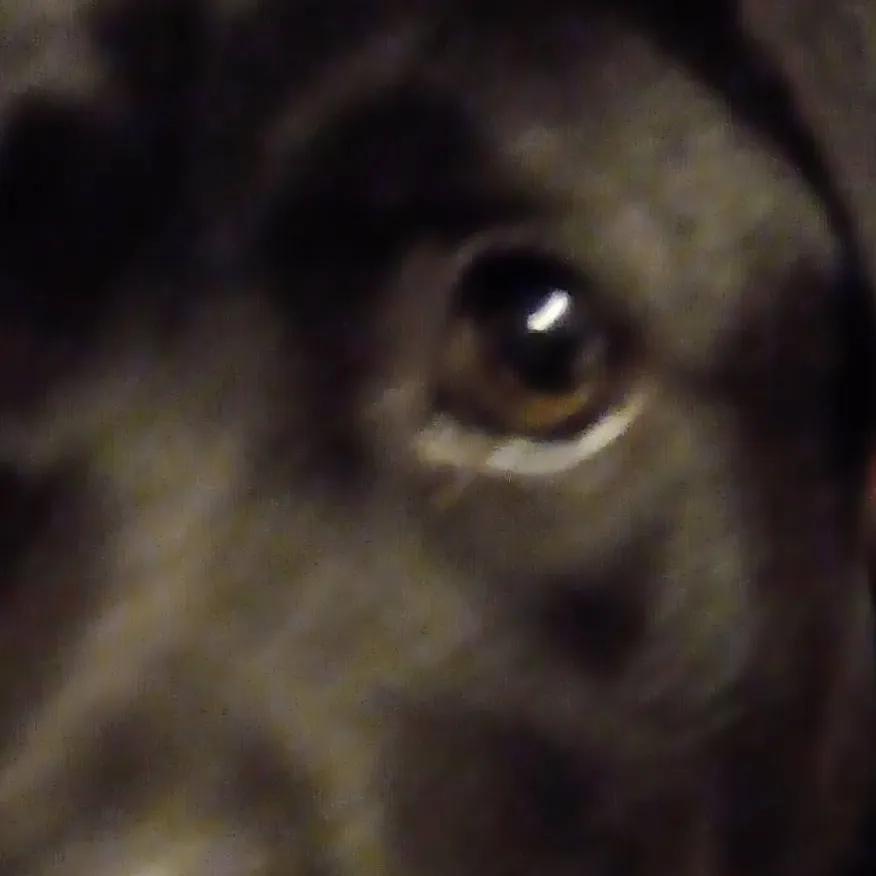 chat with ai character: you're dog