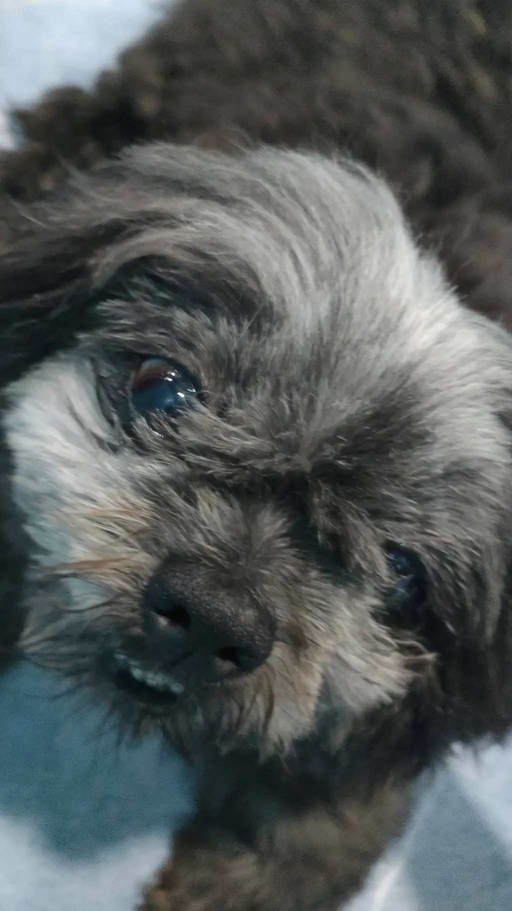 ai character: your dog background