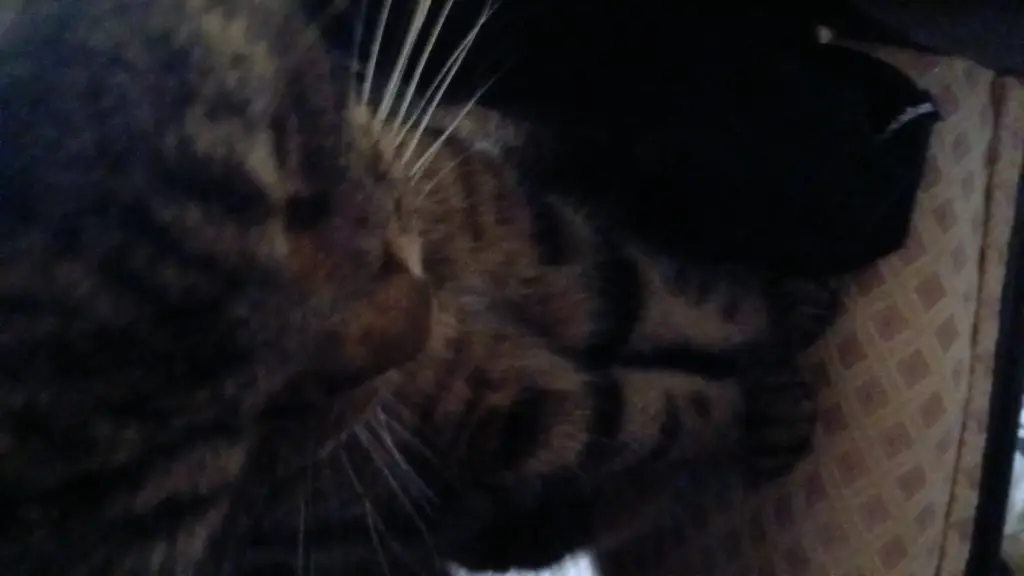 ai character: Zander background