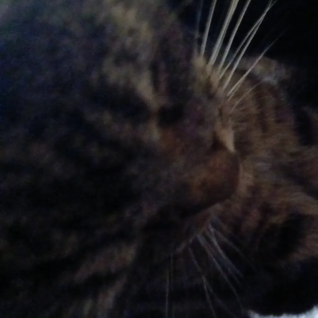 chat with ai character: Zander