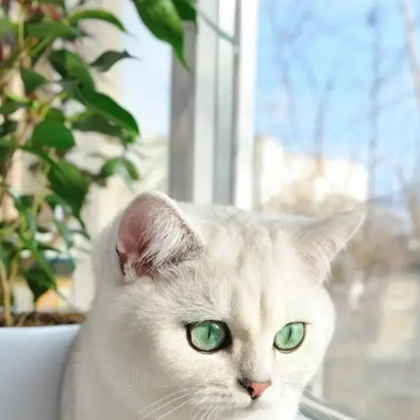 chat with ai character: Kitten