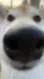 ai character: dog background
