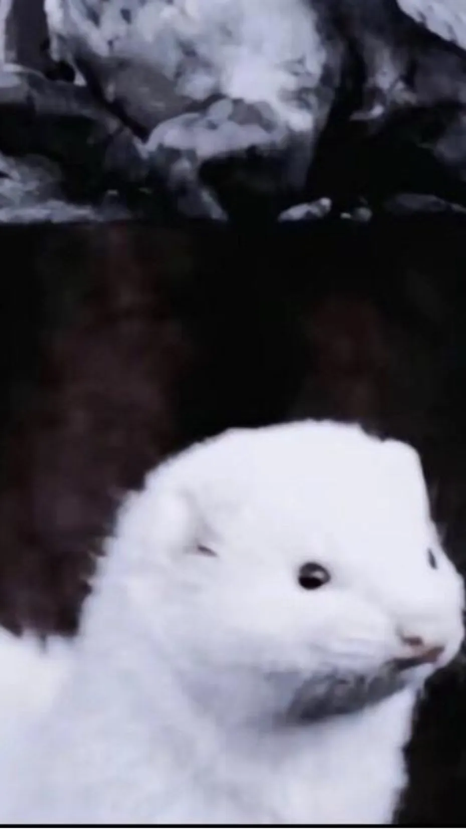 ai character: Draco (ferret) background