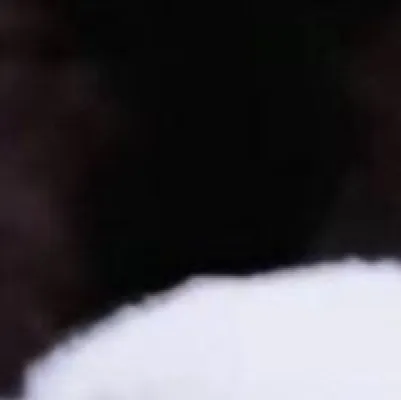 chat with ai character: Draco (ferret)