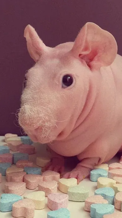ai character: HairlessGuineaPig background