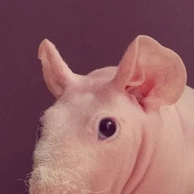 chat with ai character: HairlessGuineaPig