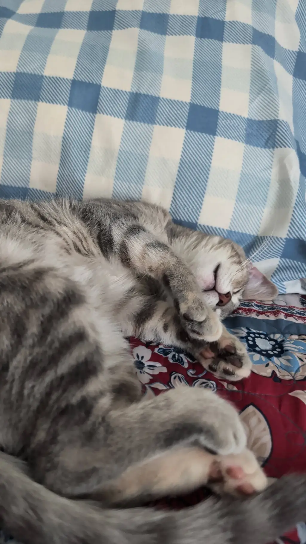 ai character: Wyatt  background