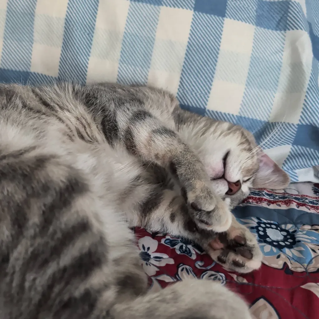 chat with ai character: Wyatt 