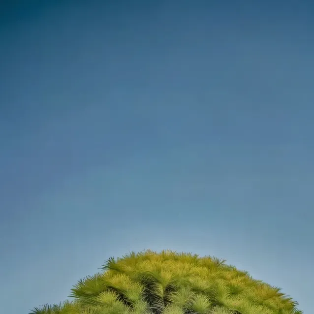 chat with ai character: Lepidodendron Tree