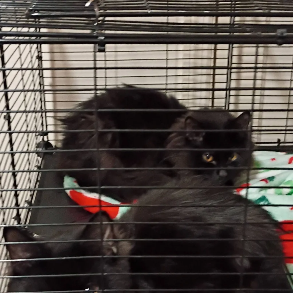 chat with ai character: ten commandments 