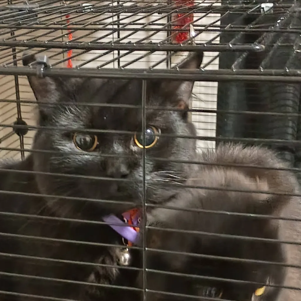 chat with ai character: ten commandments 