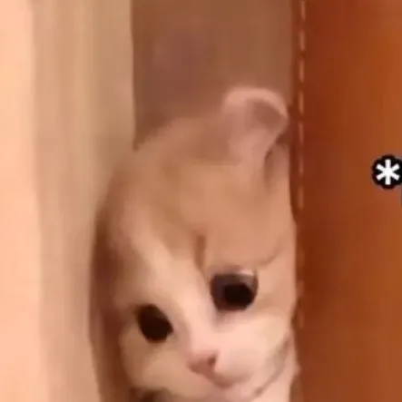 chat with ai character: cat kid 