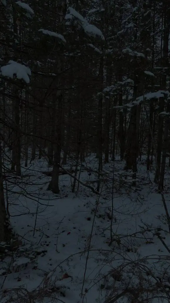 ai character: snowing woods background