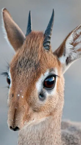ai character:  Dik Dik background