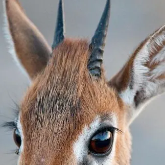 chat with ai character:  Dik Dik