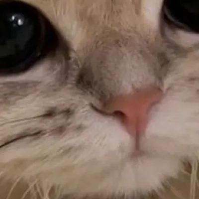 chat with ai character: Fluffy