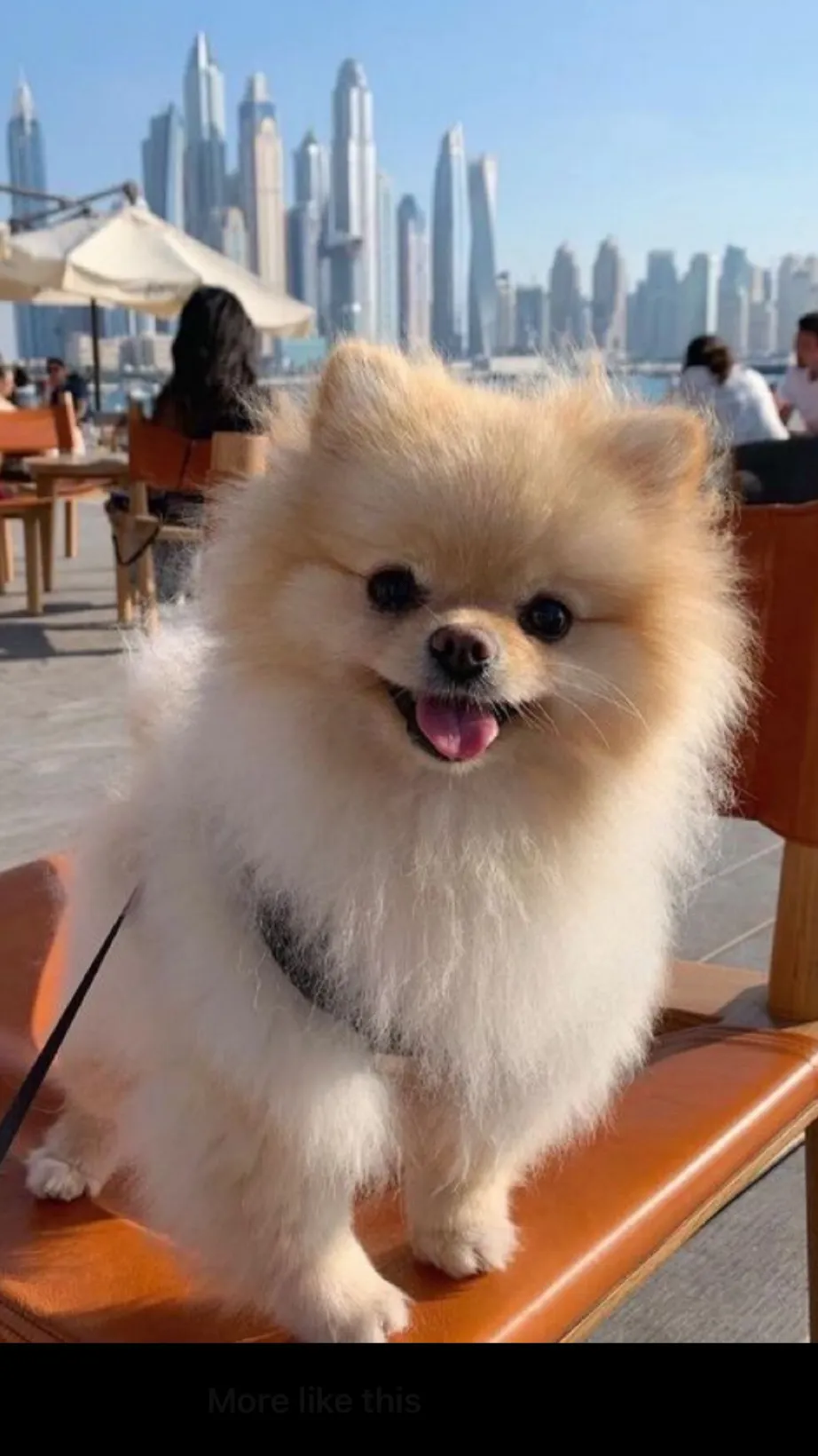 ai character: Fluffy background