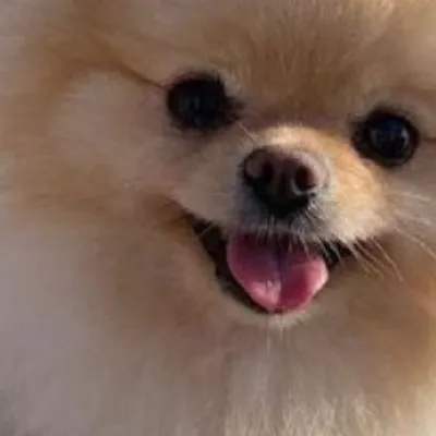 chat with ai character: Fluffy