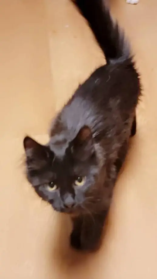 ai character: kitty cat background