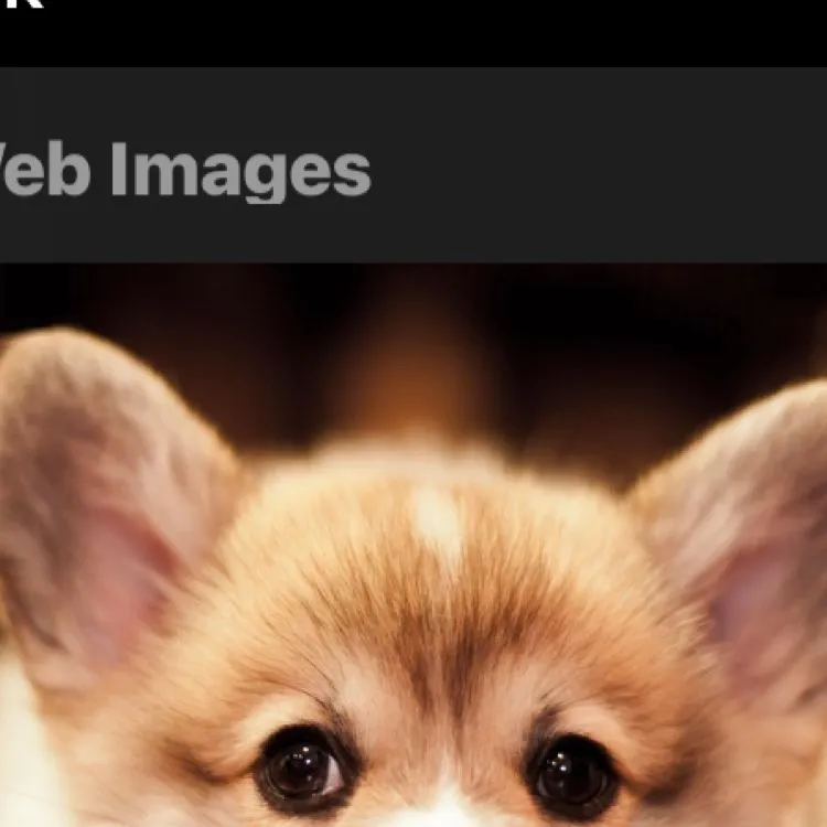 chat with ai character: baby corgi