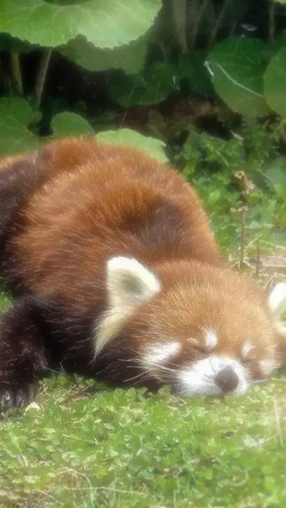 ai character: skz russiain girl background