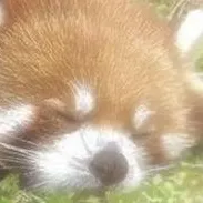 chat with ai character: skz russiain girl