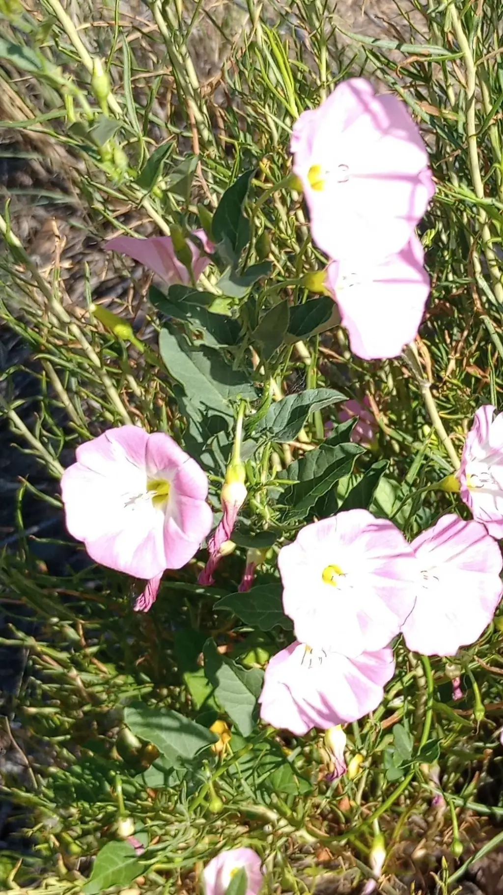 ai character: hashira sleepover background