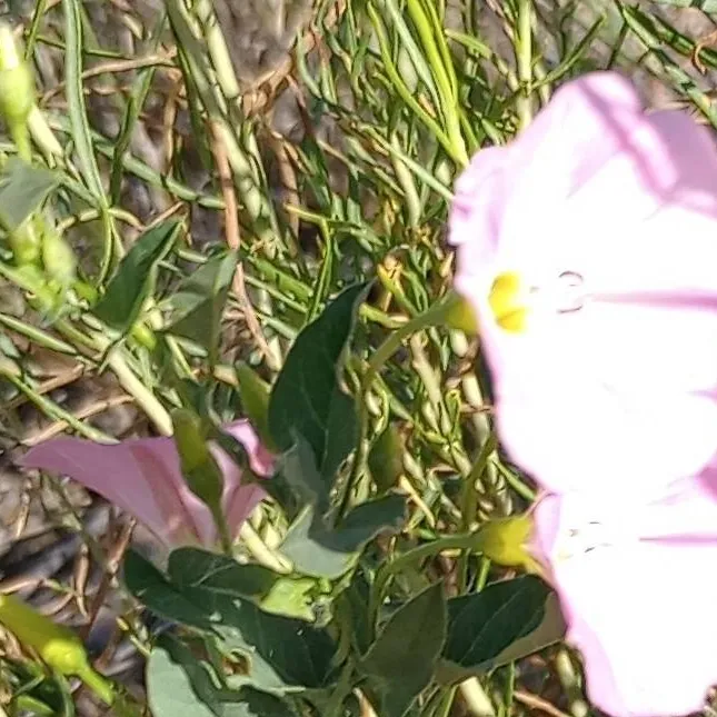 chat with ai character: hashira sleepover