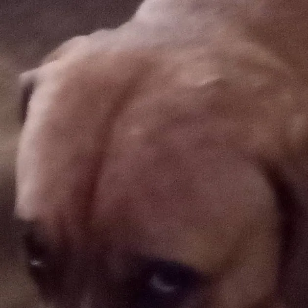 chat with ai character: British dog