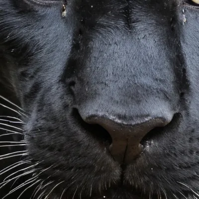 chat with ai character: Panther