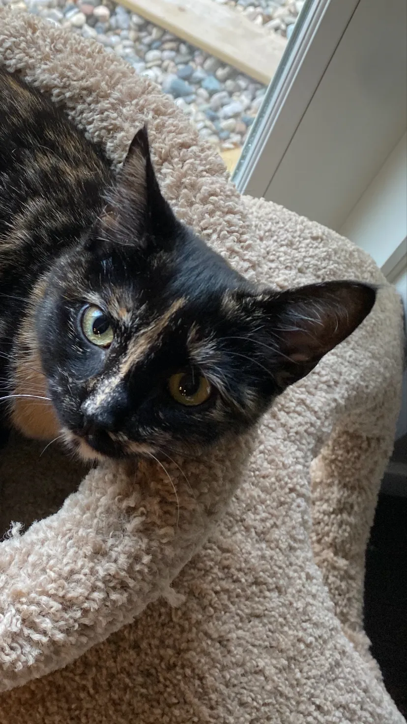 ai character: Rex background