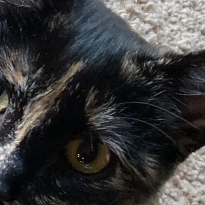 chat with ai character: Rex