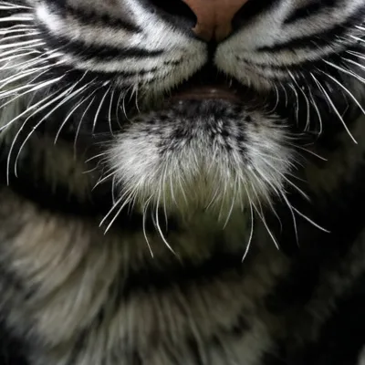 chat with ai character: Tiger