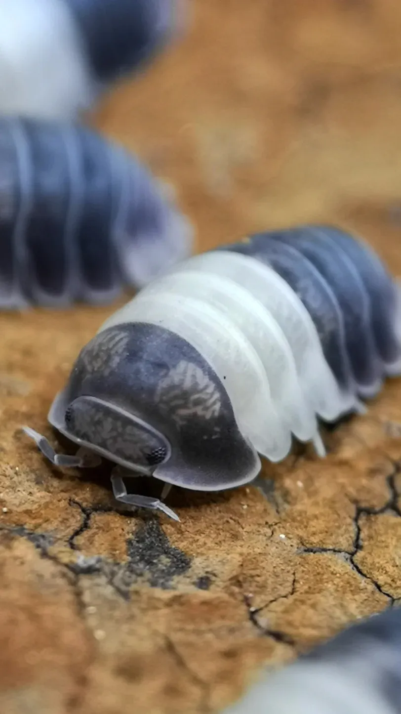 ai character: (Panda isopod) background