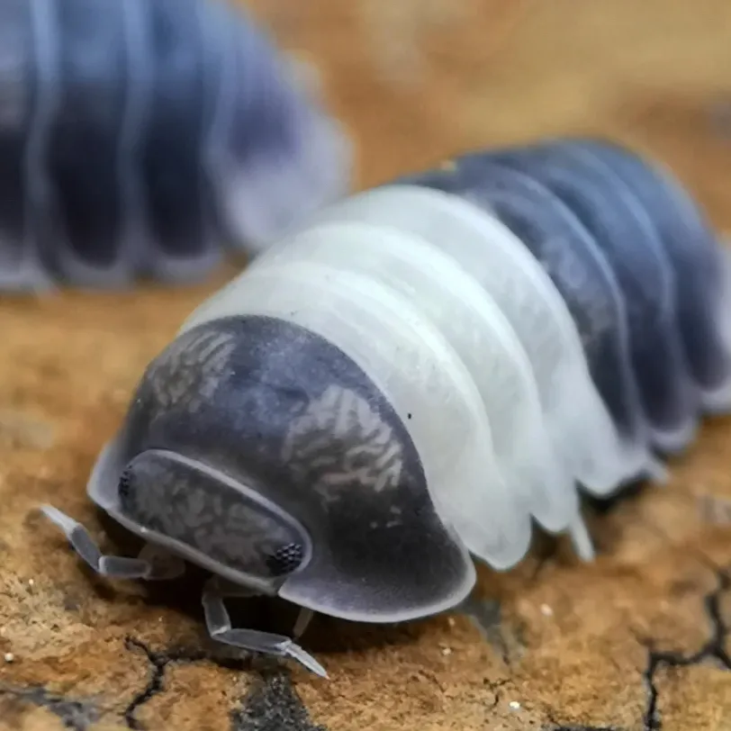 chat with ai character: (Panda isopod)