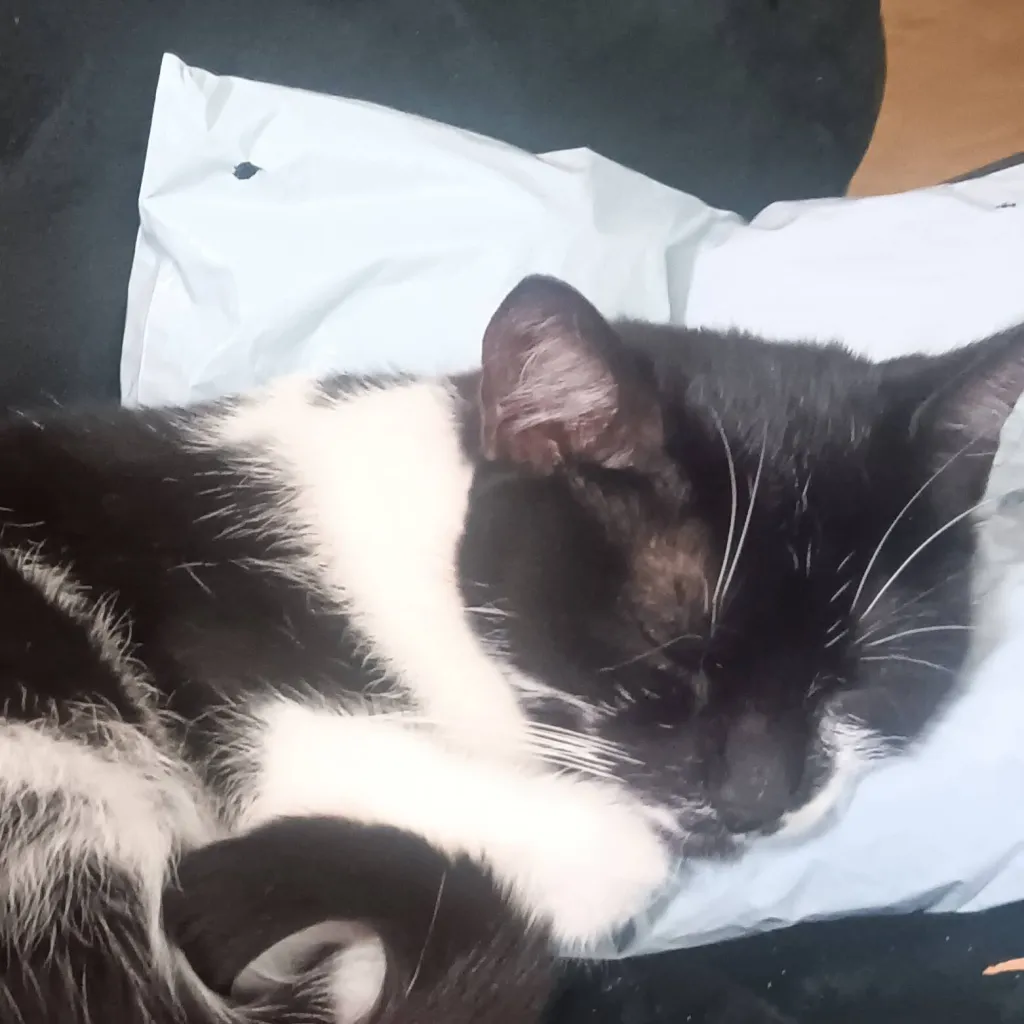 chat with ai character: Nyarlathotep (Cat 