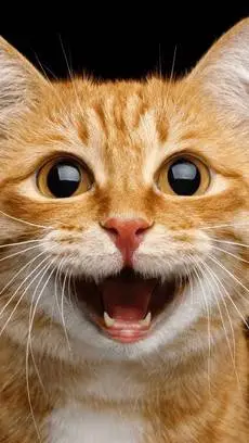 ai character: Miss Kitty background