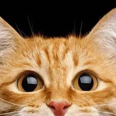 chat with ai character: Miss Kitty