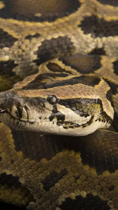 ai character: Indominous573 Evo background