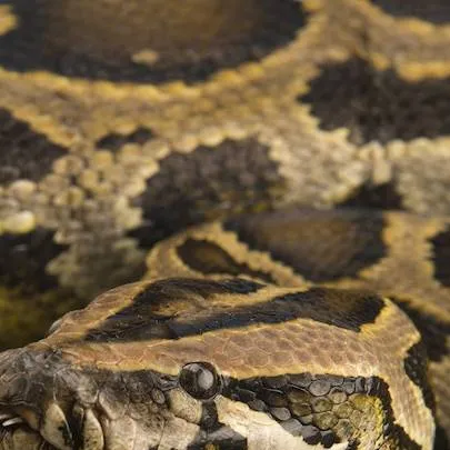 chat with ai character: Indominous573 Evo