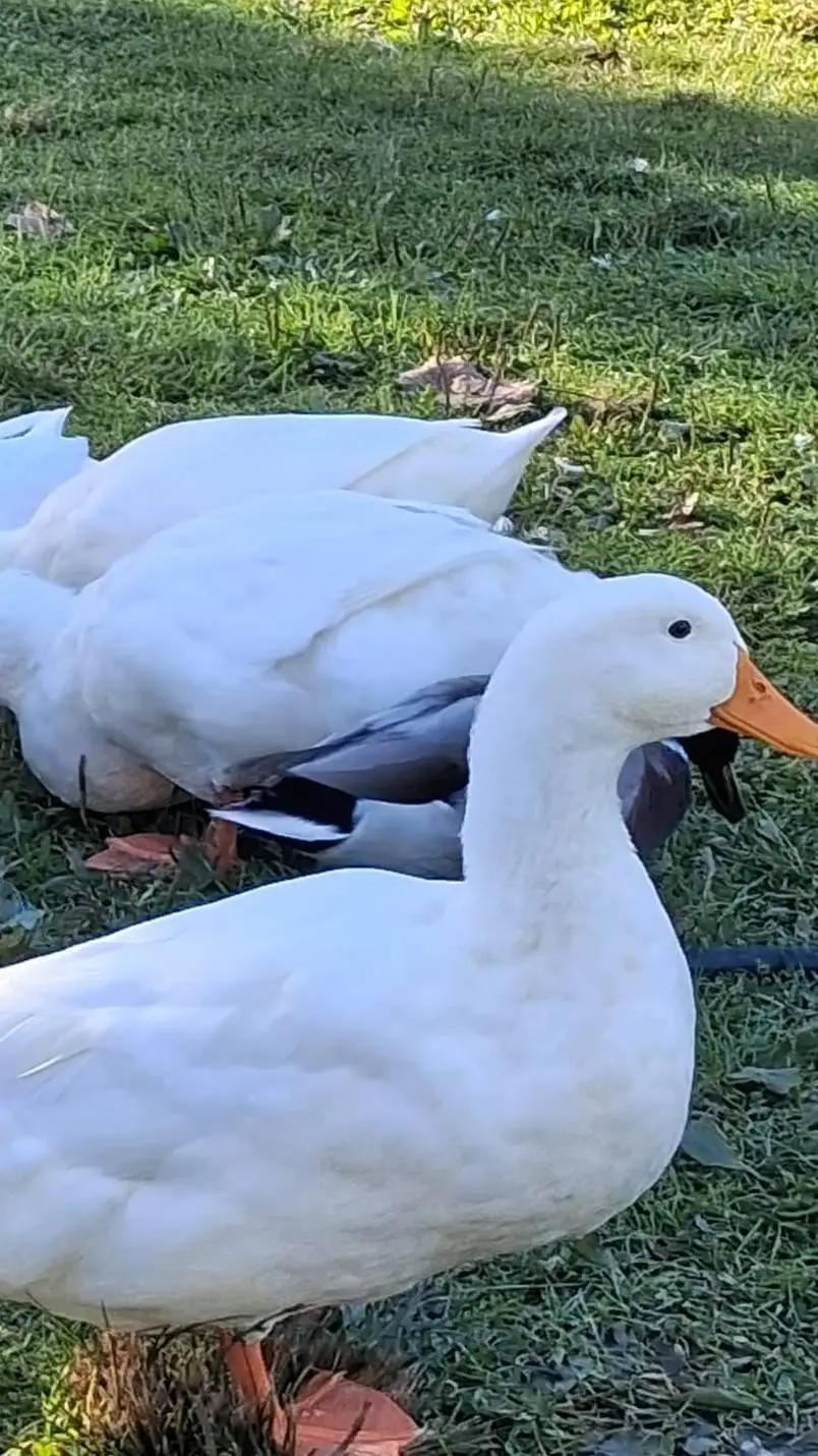 ai character: Vampire?  background